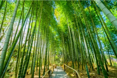 La metáfora del Bambú japonés y su relación con la preparación de oposiciones